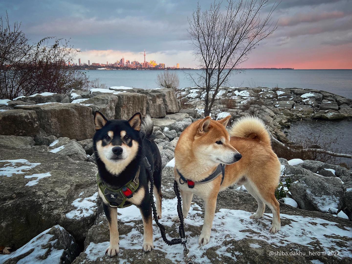 dog parks in Toronto.