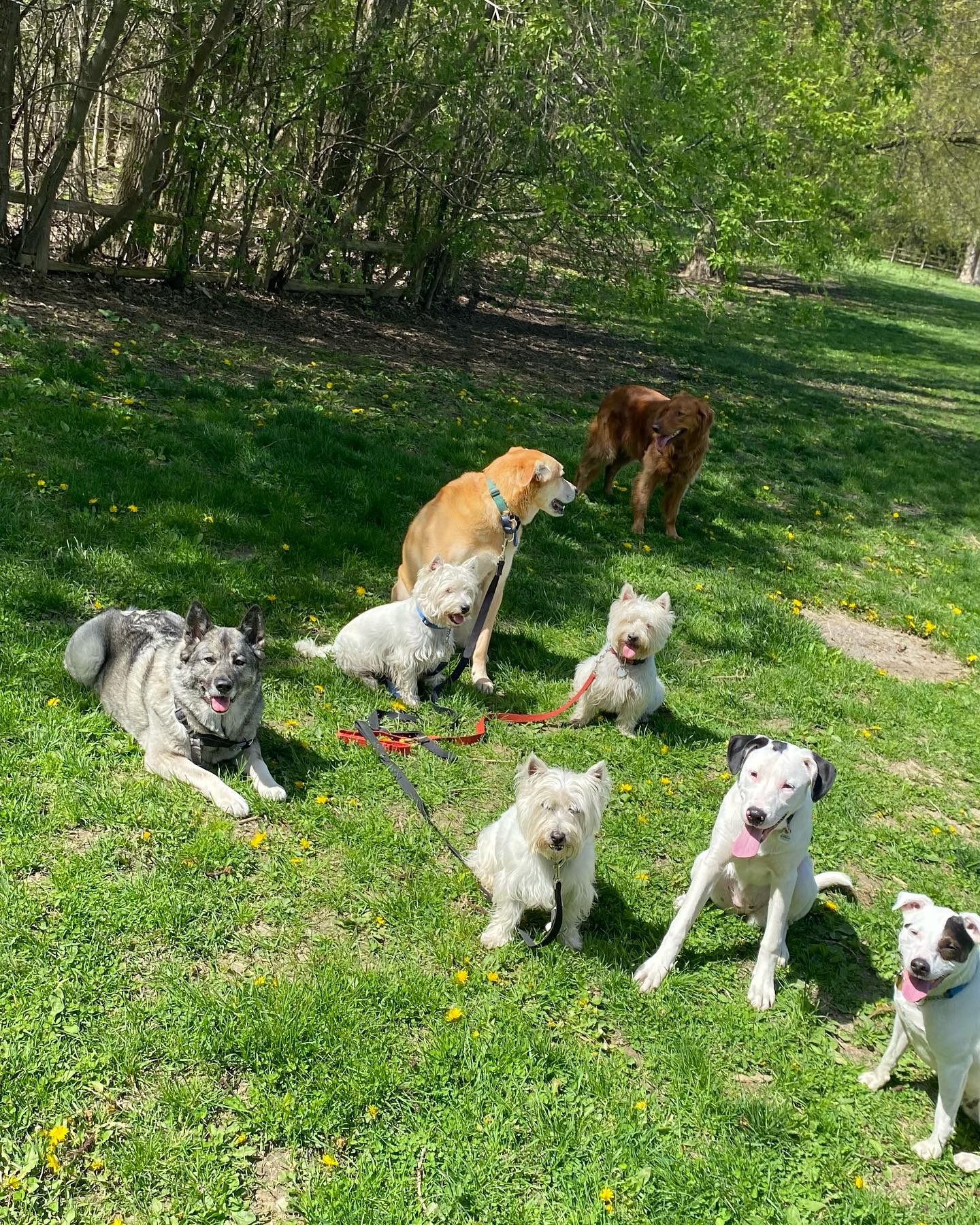 dog parks in Toronto.