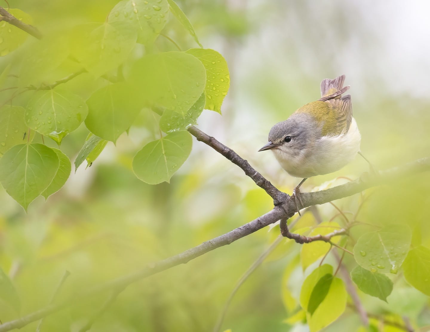 Birdwatching in Toronto