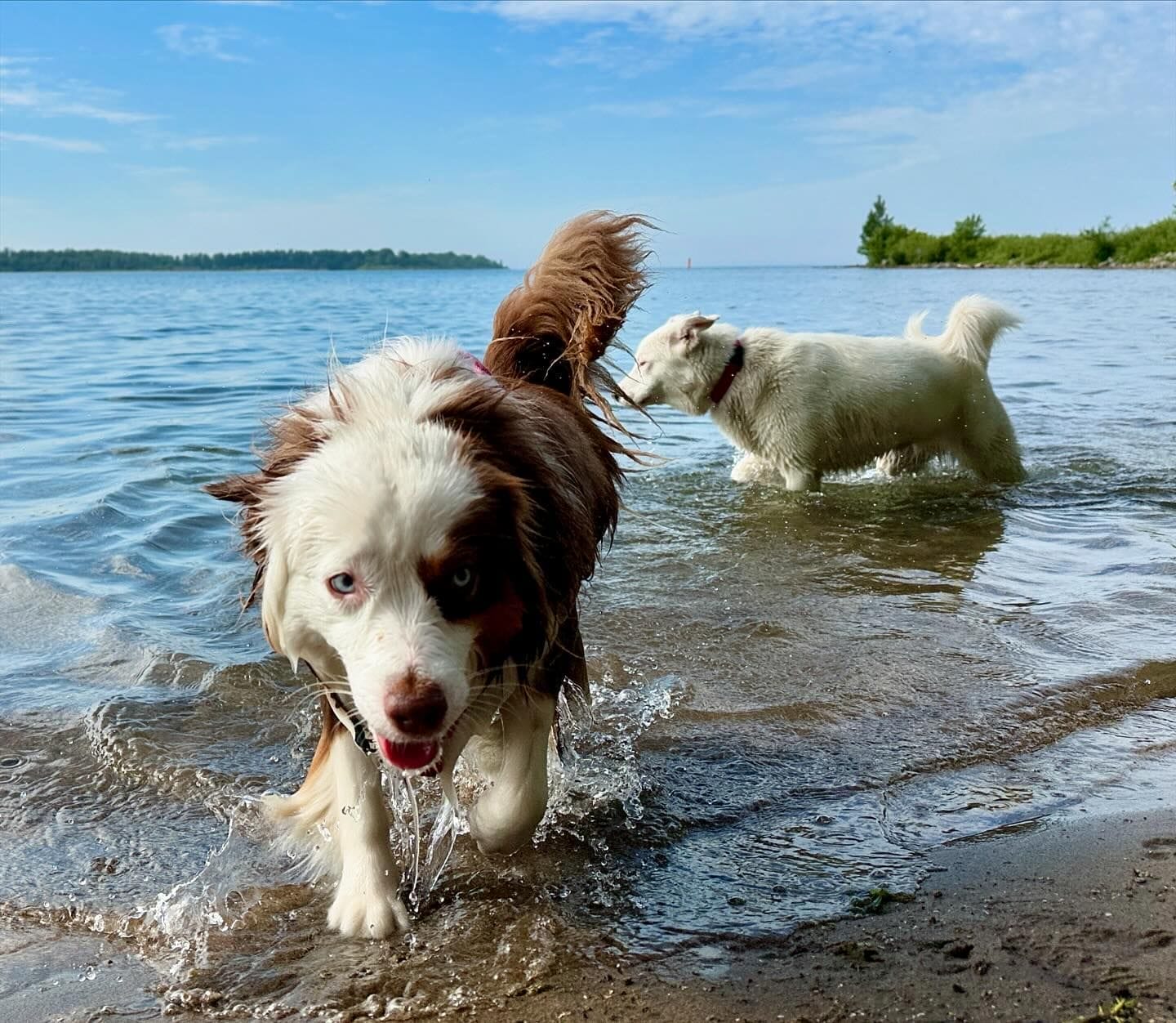 dog parks in Toronto.