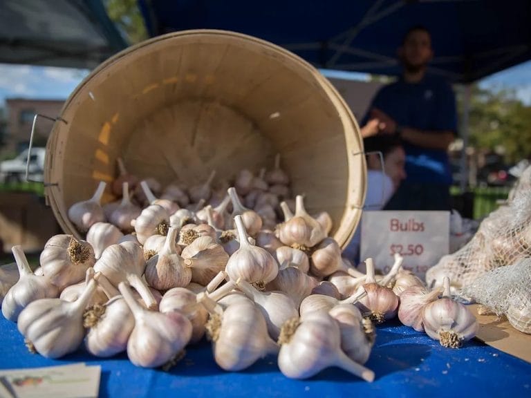 Toronto Garlic Festival 2024