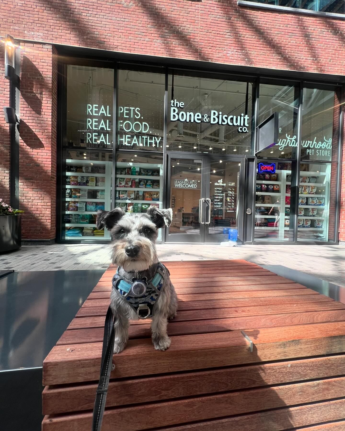 A small dog sitting on a wooden bench outside The Bone & Biscuit Co. store, with the store’s signage visible in the background.