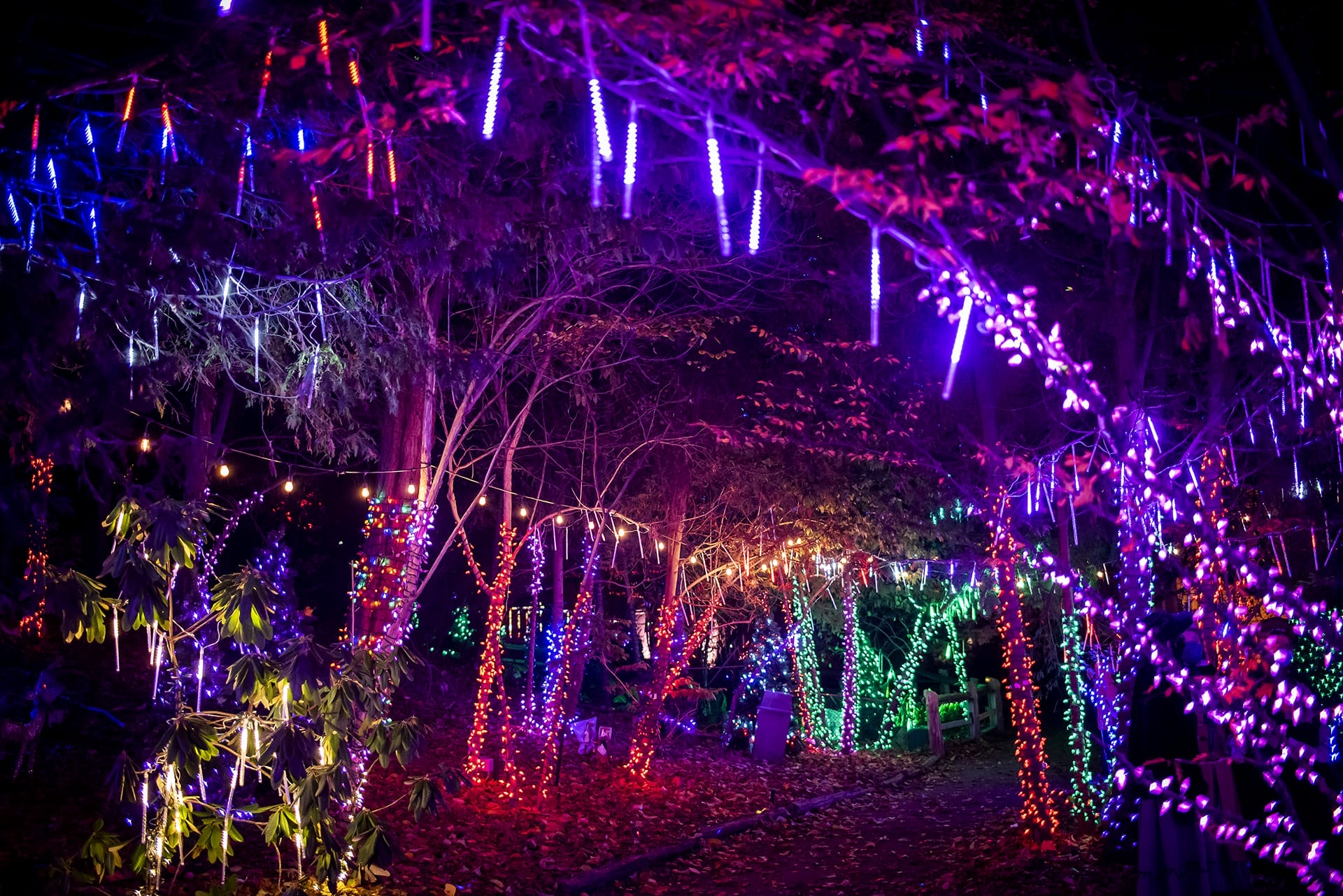 Casa Loma’s Holiday Lights Tour