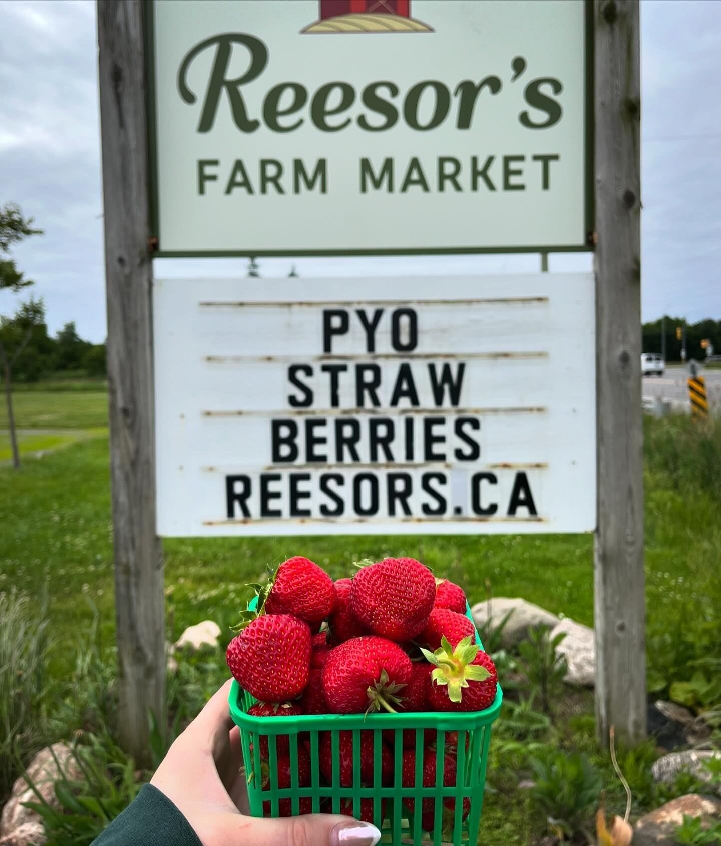 Best Farms For Strawberry Picking Toronto