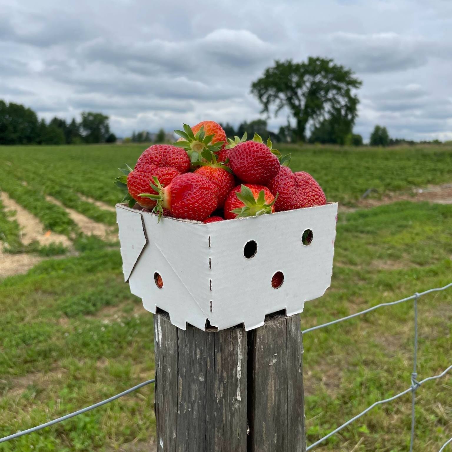 Best Farms For Strawberry Picking Toronto