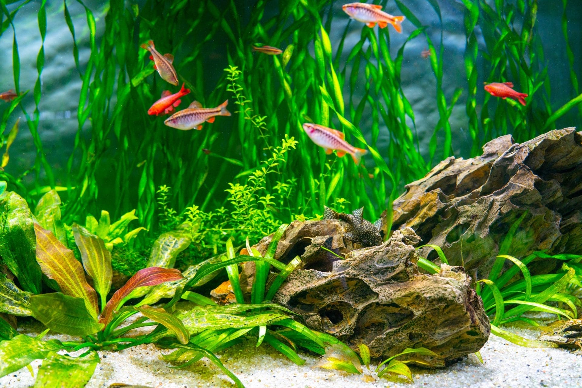 The Canadian Aquatic Expo