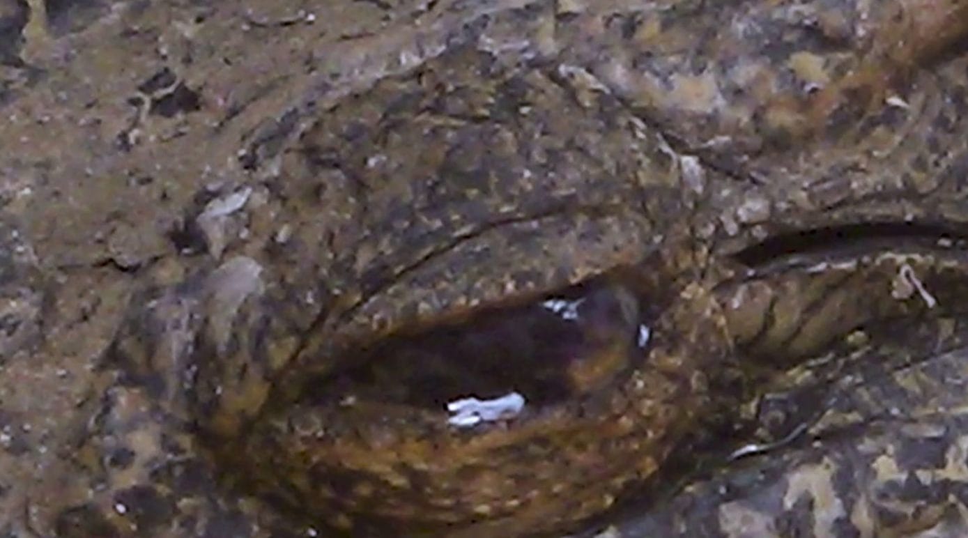 Notes of a Crocodile TIFF 2024 Toronto