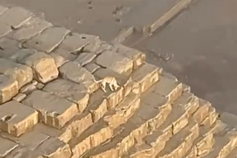 Stray Dog Spotted on Great Pyramid of Giza Captivates Paragliders and Social Media