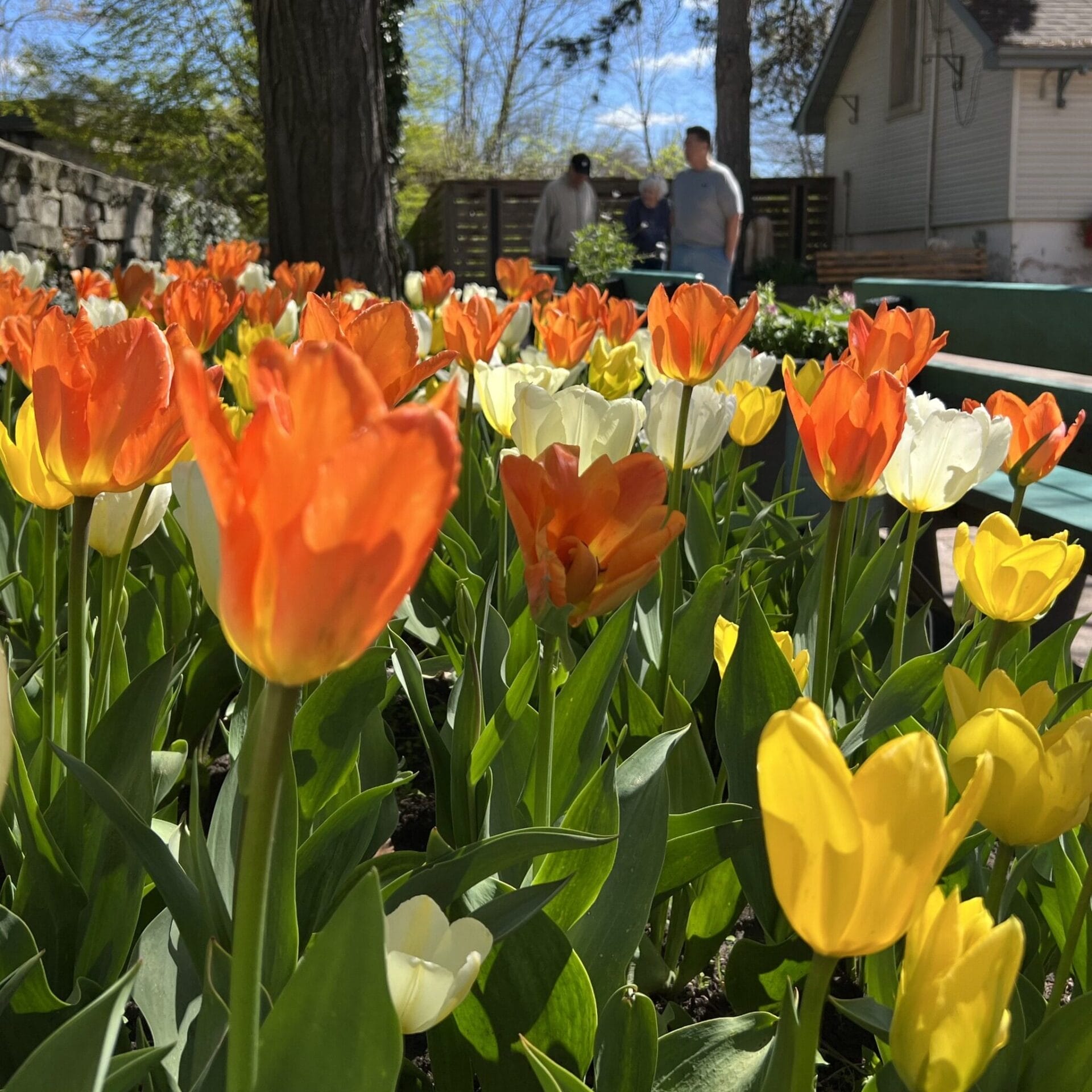 Toronto Botanical Garden