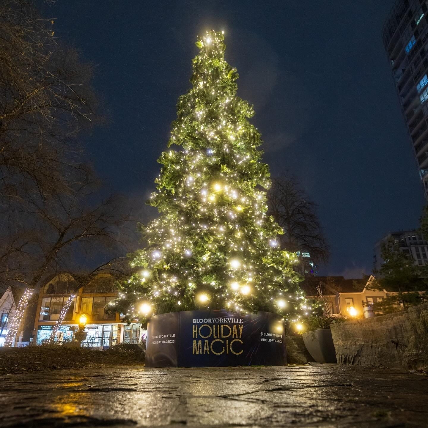 Christmas Tree Lighting Ceremonies in Toronto
