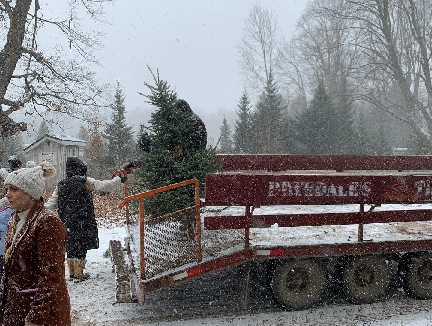Where to Buy Christmas Trees Around Toronto