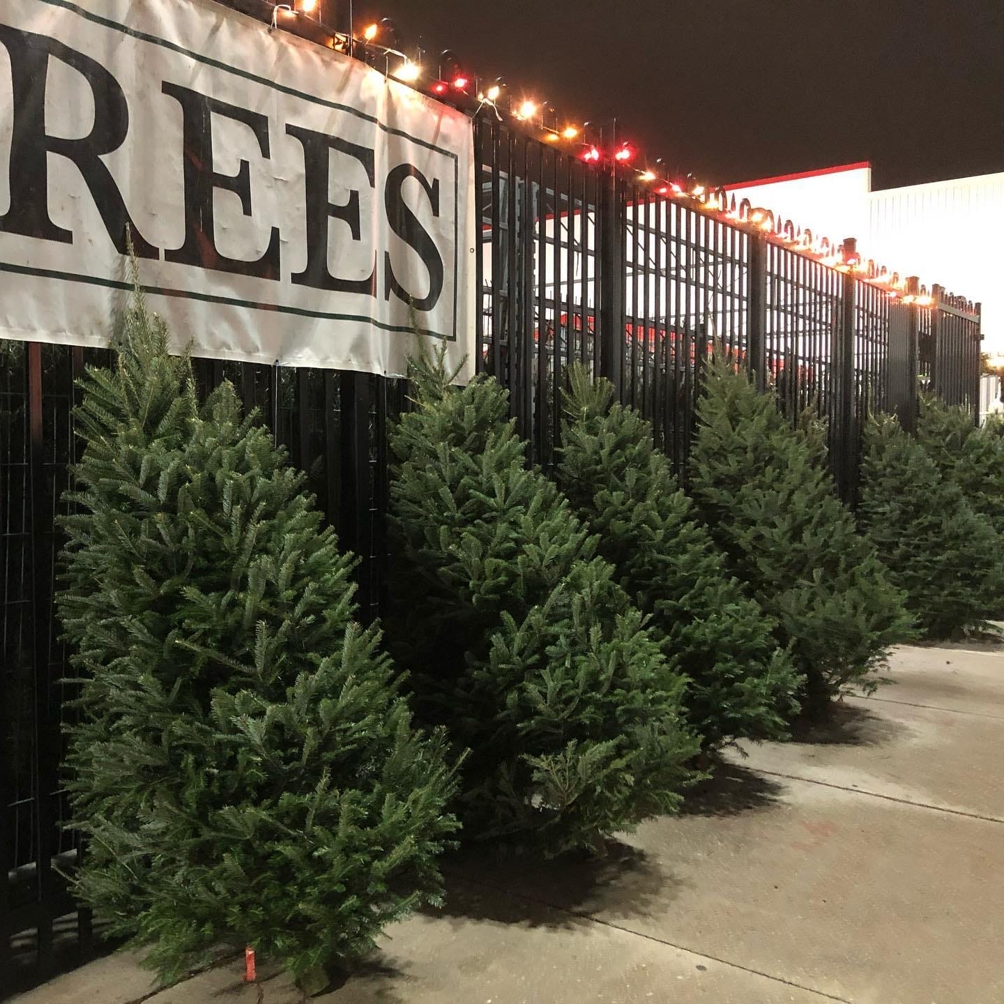 Where to Buy Christmas Trees Around Toronto
