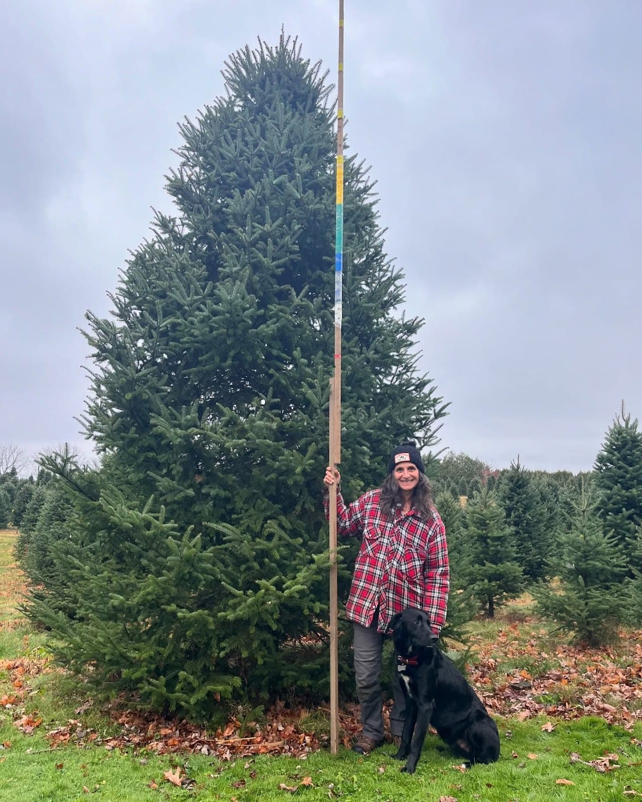 Where to Buy Christmas Tree Around Toronto