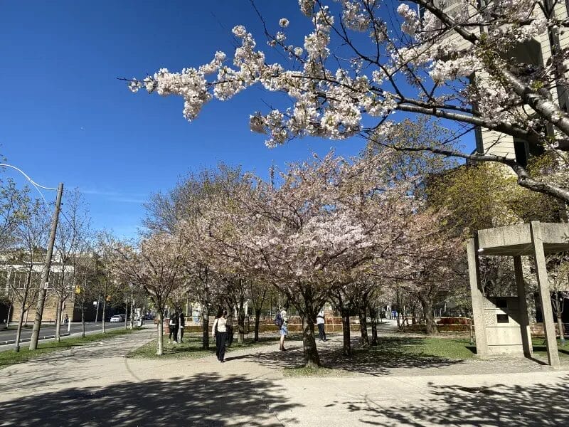 Trinity Bellwoods park cherry blossoms