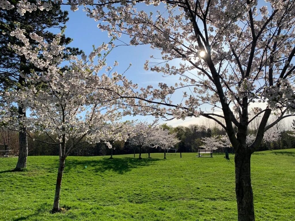 Cedarvale park cherry blossoms