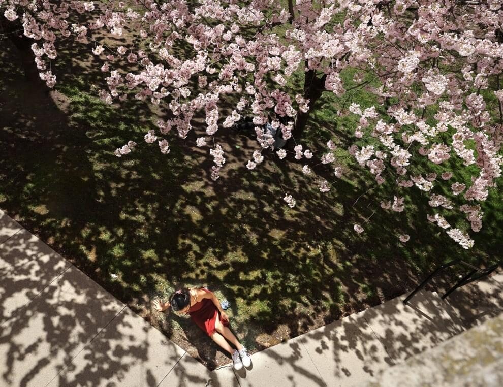 Robarts Library Cherry Blossoms