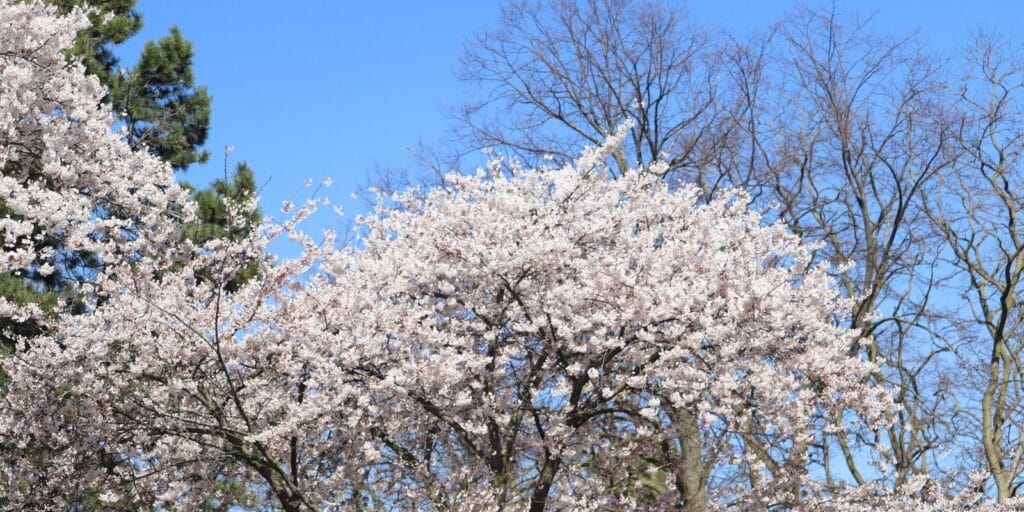 High Park Cherry Blossoms