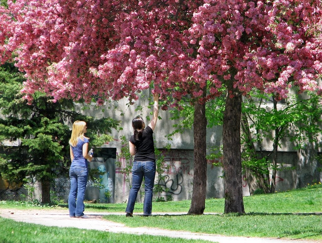 Best Cherry Blossom Locations Ramsden Park Cherry Blossoms