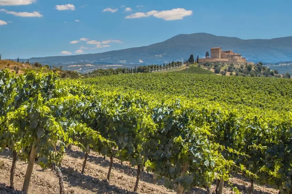 International wineries