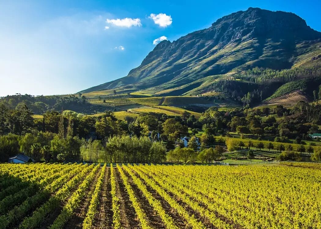 International wineries