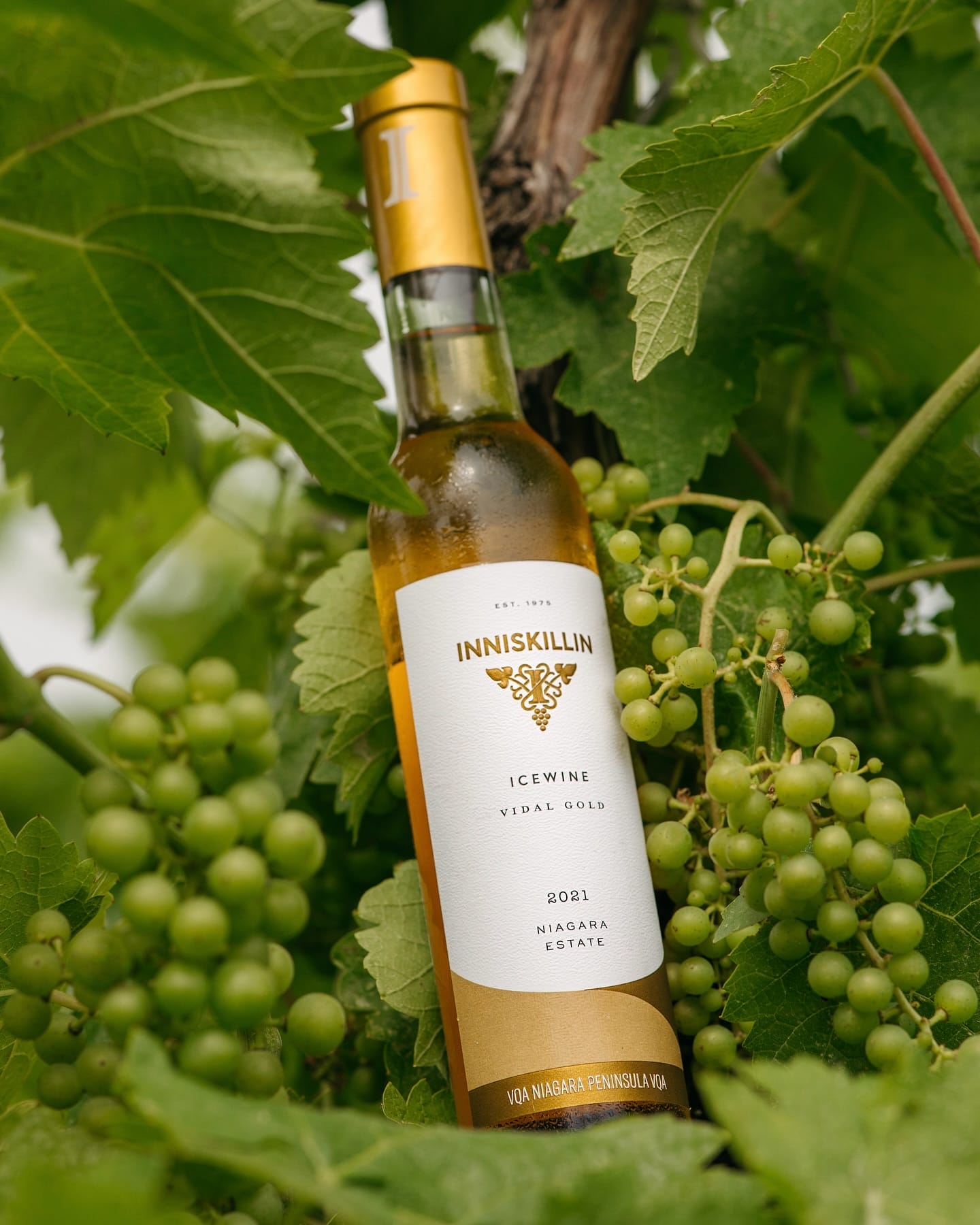 Niagara-on-the-lake wineries