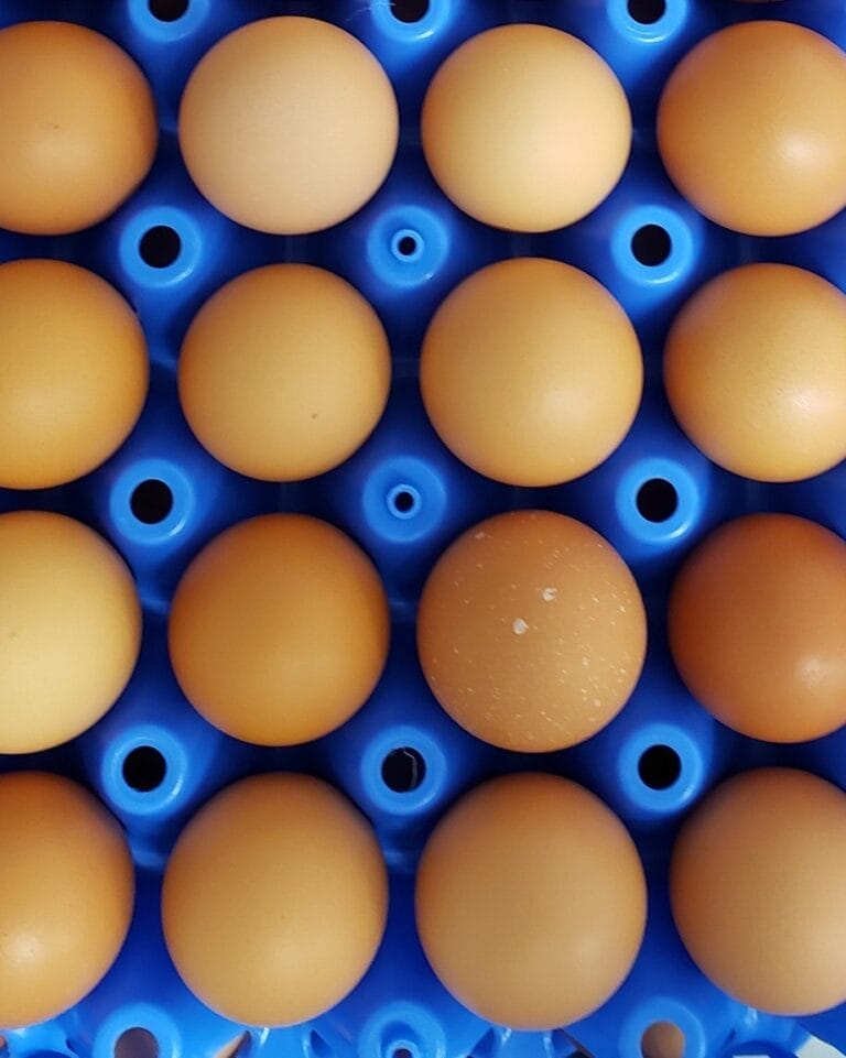 How Global Egg Prices 2025 Are Impacting Grocery Bills in Canada
