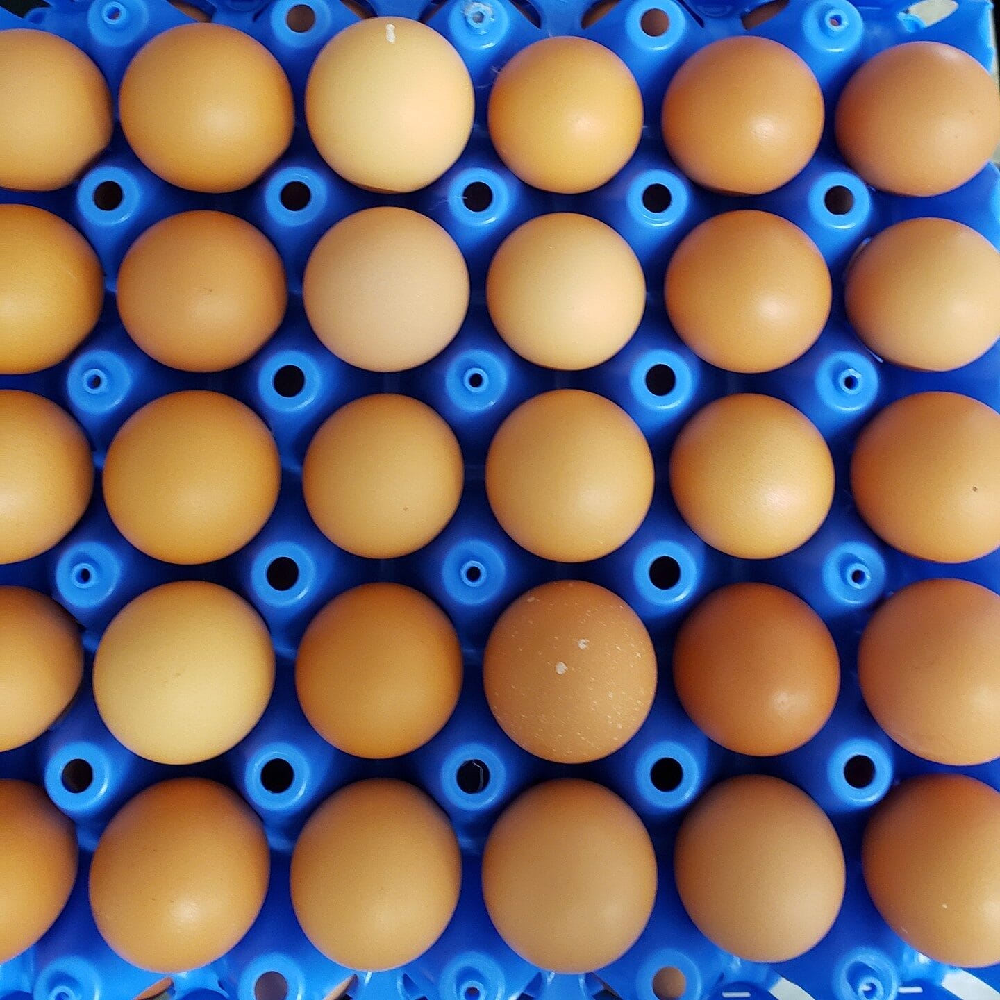 How Global Egg Prices 2025 Are Impacting Grocery Bills in Canada