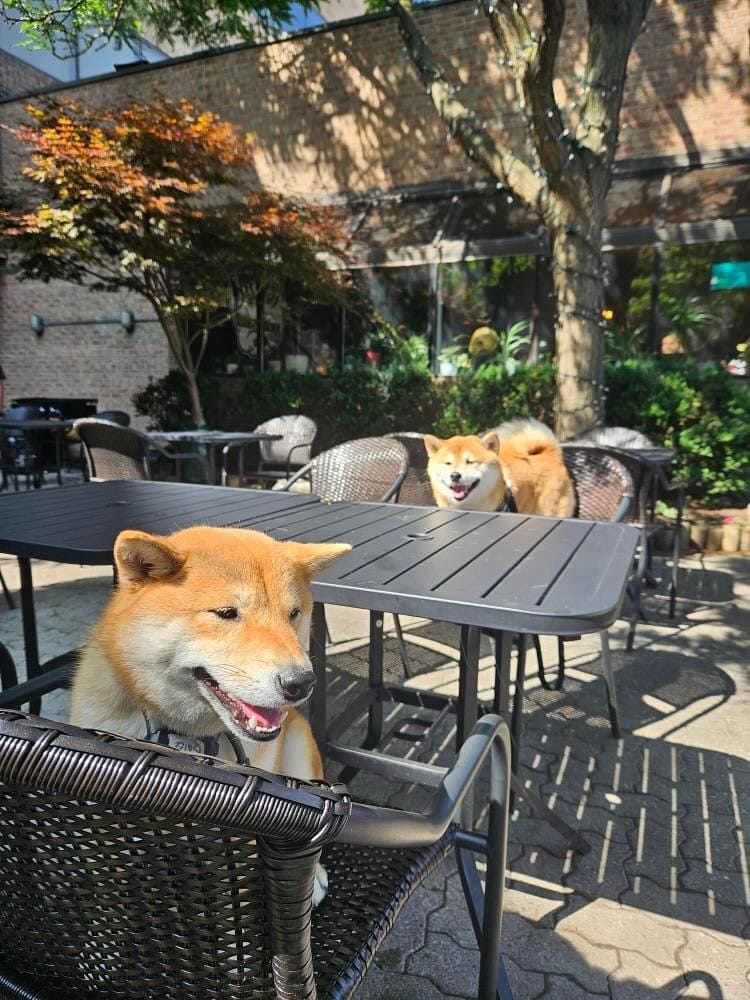 Tanuki Restaurant