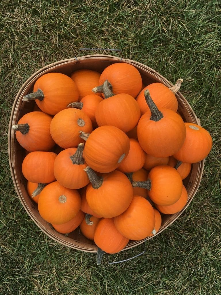 Dixie Orchards, Caledon