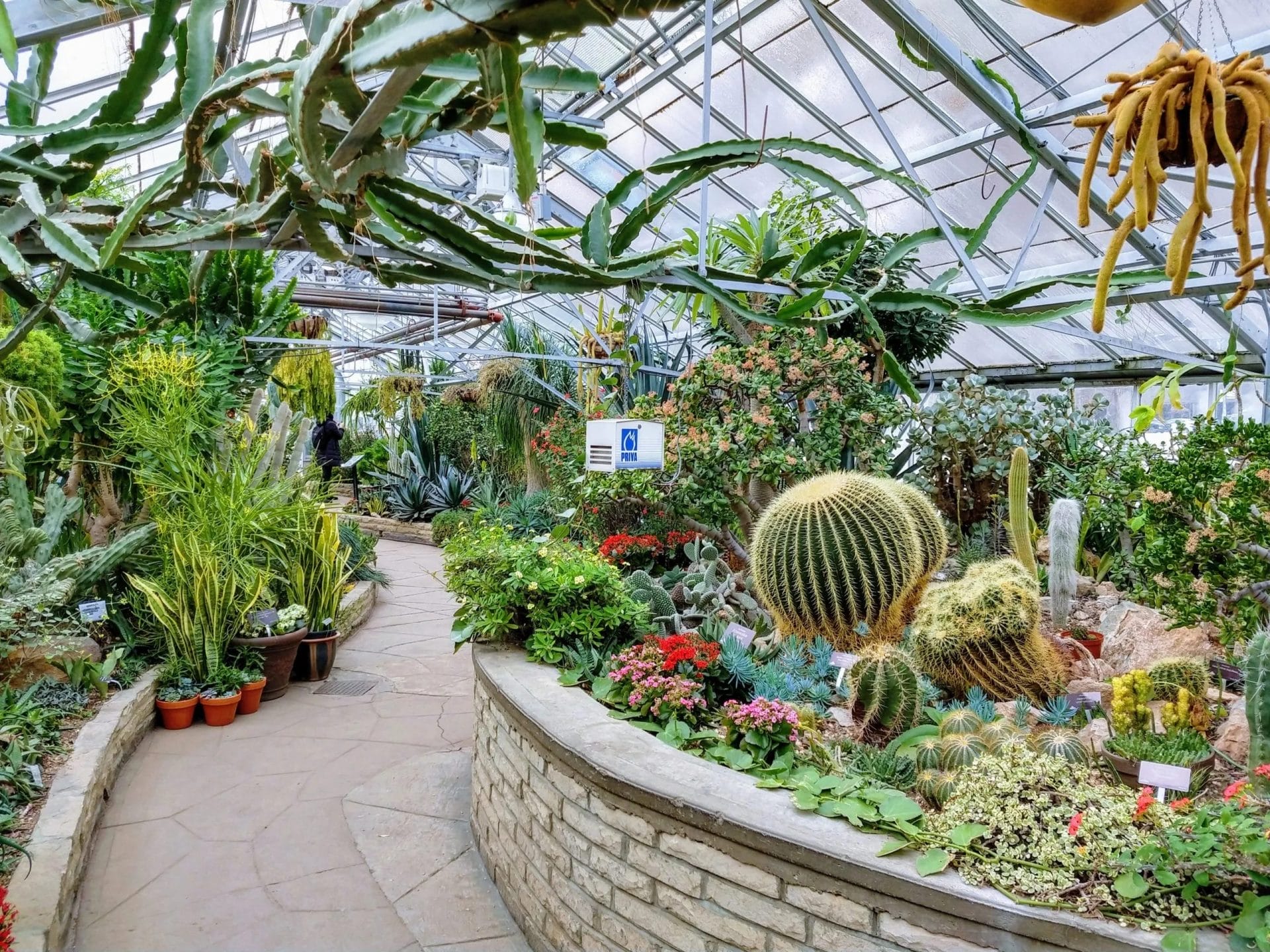 Allan Gardens Winter Flower Show Toronto