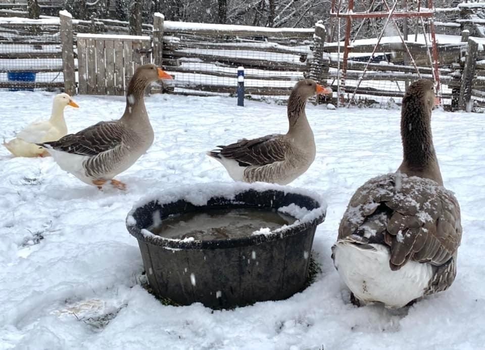 ducks at the farm in toronto perfect for a family day trip 